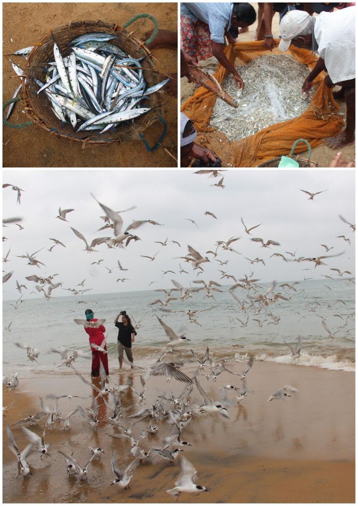 Thalawila beach, fisherfolk, and gulls circling around